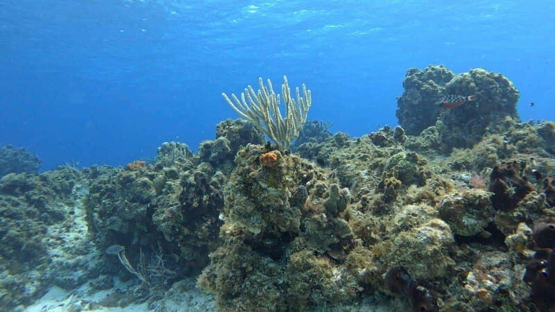 Cozumel, Passion Island: 4-Hour Private Tour - Practical Tips for Participants