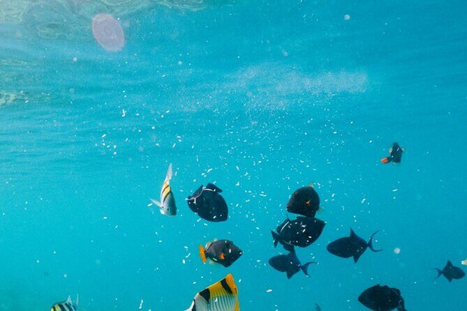 Cozumel: Private Snorkel Experience at Skyreef Beach Club - The Itinerary in Detail