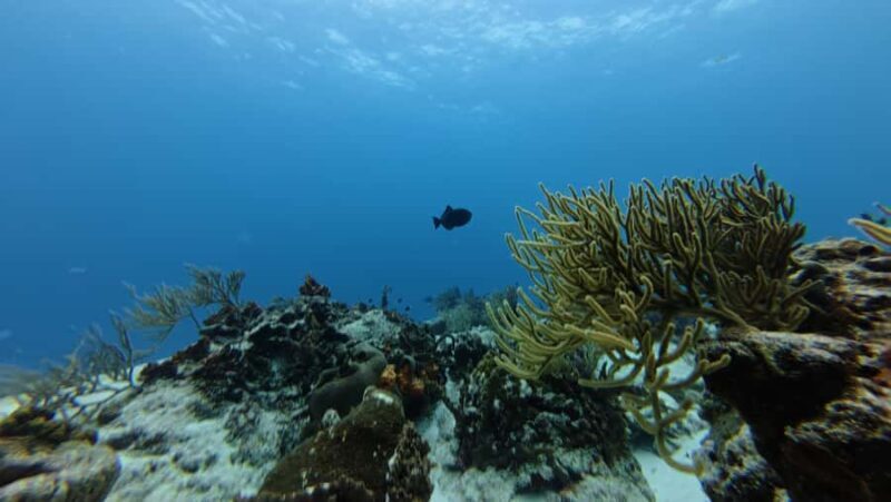 Cozumel: Private Snorkel or Scuba Tour (1 tank) + El Cielo + Guacamole and more - Setting the Scene: What This Tour Offers