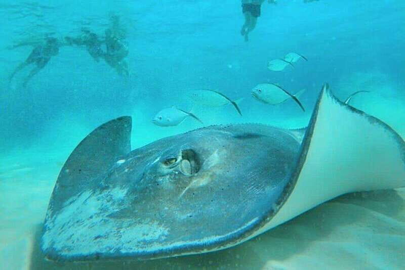 Cozumel: Private Snorkel Tour El Cielo + 3 Reefs Food Drinks - Final Thoughts: Is This Tour Worth It?