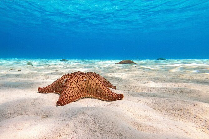 Cozumel Reef Snorkeling Tour - The Coral Gardens: Palancar Reef