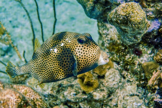 Cozumel Reef Snorkeling Tour - Exploring San Miguel: Town and Culture