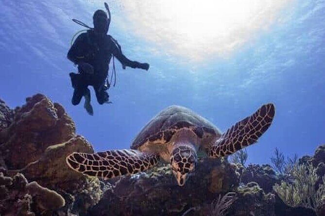 Cozumel Reef Suba Diving Adventure for Certified Divers - Introduction