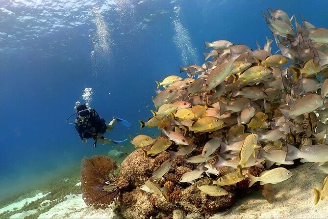 Cozumel Scuba Dive at Chankanaab - Who Is This Tour Best For?