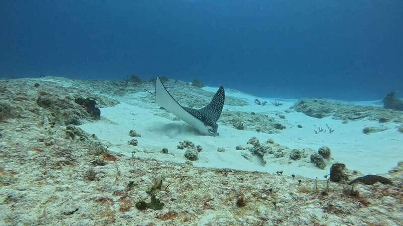 Cozumel Scuba Diving: 2 Tanks in the National Park for certified divers - The Real Worth of This Tour