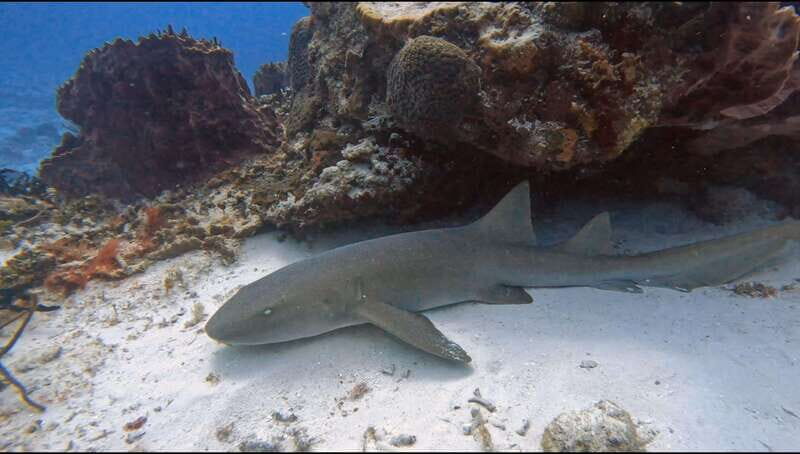 Cozumel Scuba Diving: 2 Tanks in the National Park for certified divers - Who Should Consider This Tour?