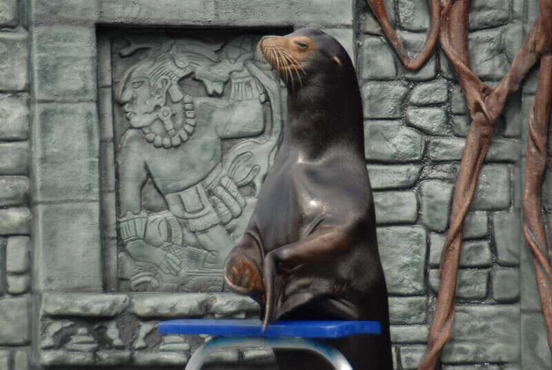 Cozumel: Sea Lion Program at Chankanaab Beach Adventure Park - Pricing and Value