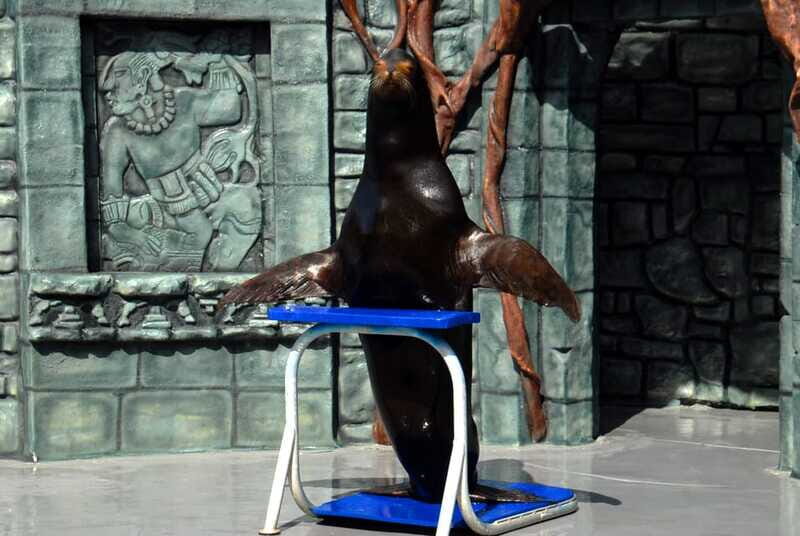 Cozumel: Sea Lion Program at Chankanaab Beach Adventure Park - What Others Say