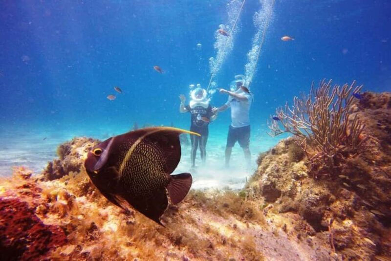 Cozumel: Sea Trek Adventure at Chankanaab National Park - Key Points