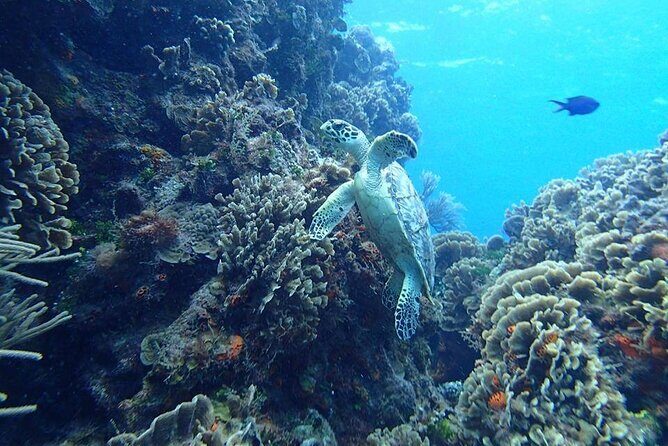 Cozumel Snorkel at El Cielo & 2 Reefs! Transportation from Tulum - A Deep Dive into the Experience