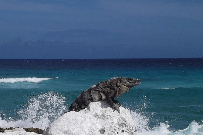 Cozumel Snorkeling Adventure full day Tour - Final Thoughts: Why This Tour Could Be a Good Choice