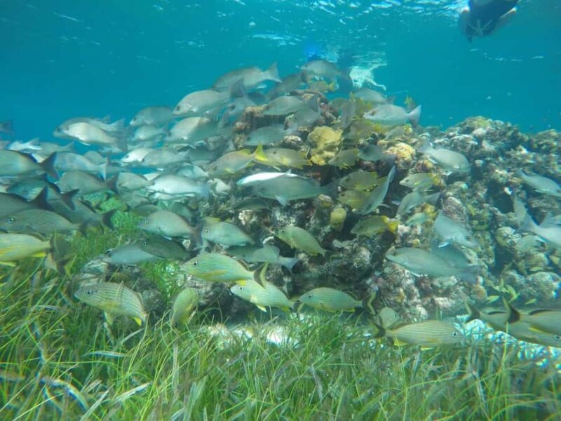 Cozumel: Snorkeling at Playa El Cielo with drinks, ceviche, and more - Key Points