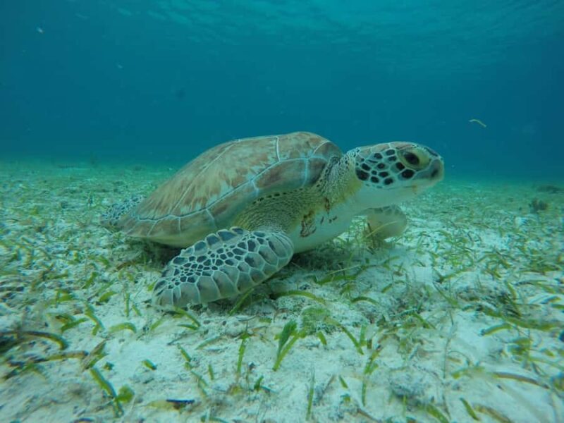 Cozumel: Snorkeling at Playa El Cielo with drinks, ceviche, and more - FAQ