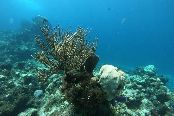 Cozumel Snorkeling Experience! El Cielo Reef from Cancun & Playa del Carmen - An In-Depth Look at the Cozumel Snorkeling Tour