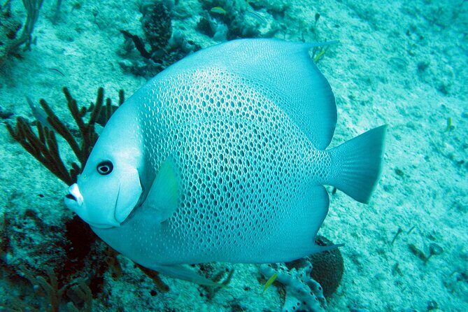 Cozumel Snorkeling Reef Experience with Ceviche and Beers - A Closer Look at the Tour Itinerary
