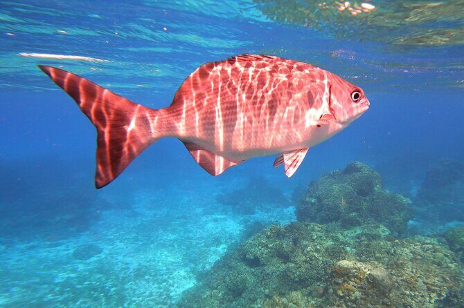 Cozumel Snorkeling Reef Experience with Ceviche and Beers - The Sum Up