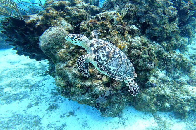 Cozumel Snorkeling Reef Experience with Ceviche and Beers - FAQ