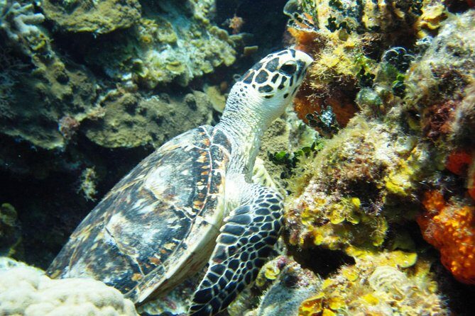 Cozumel Snorkeling Tour at Palancar & Colombia Reefs and El Cielo - Considerations and Tips