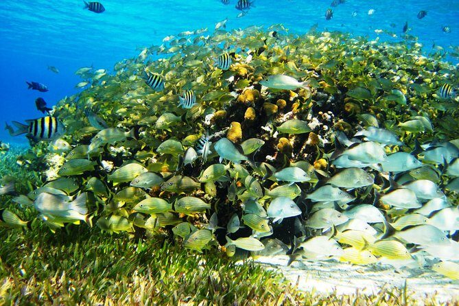 Cozumel Snorkeling Tour at Palancar & Colombia Reefs and El Cielo - Frequently Asked Questions