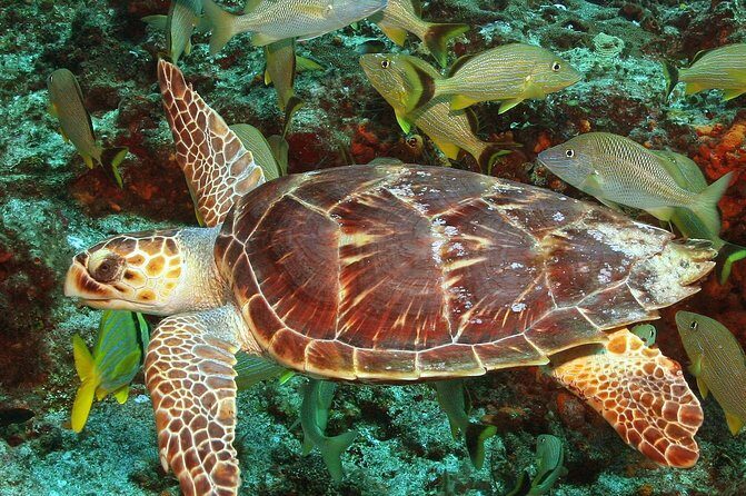 Cozumel Snorkeling Tour at Palancar & Colombia Reefs and El Cielo - Final Thoughts