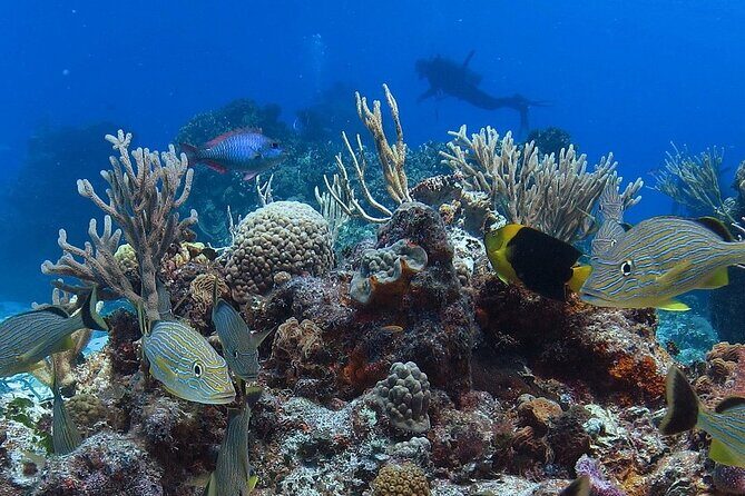 Cozumel Snorkeling Tour: Palancar, Columbia and El Cielo Reefs - Final Thoughts: Is It Worth It?