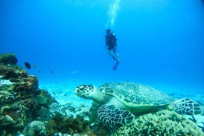 Cozumel Snorkeling Tour: Palancar, Columbia and El Cielo Reefs - FAQs