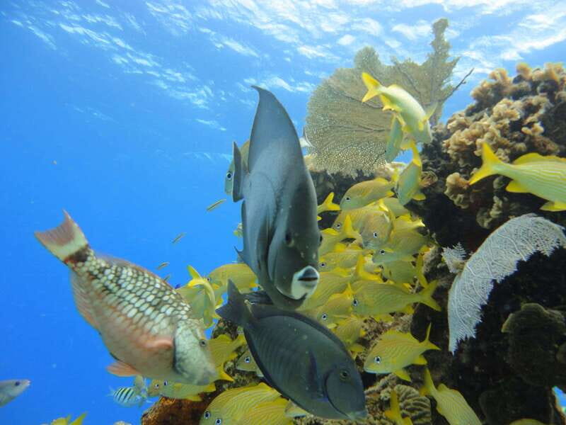 Cozumel: VIP Glass Bottom Boat & Snorkeling 3 Reefs Tour - Drinks and Atmosphere
