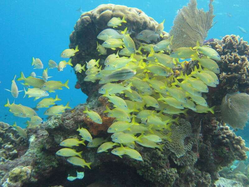Cozumel: VIP Glass Bottom Boat & Snorkeling 3 Reefs Tour - What’s Included & What to Prepare