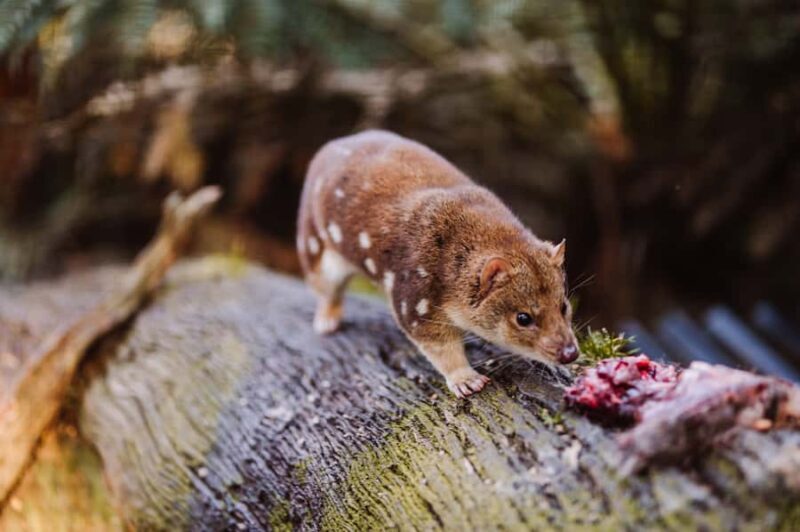 Cradle Mountain: After Dark Tasmanian Devil Feeding Tour - Key Points