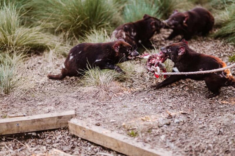 Cradle Mountain: After Dark Tasmanian Devil Feeding Tour - Who Will Love This Tour?