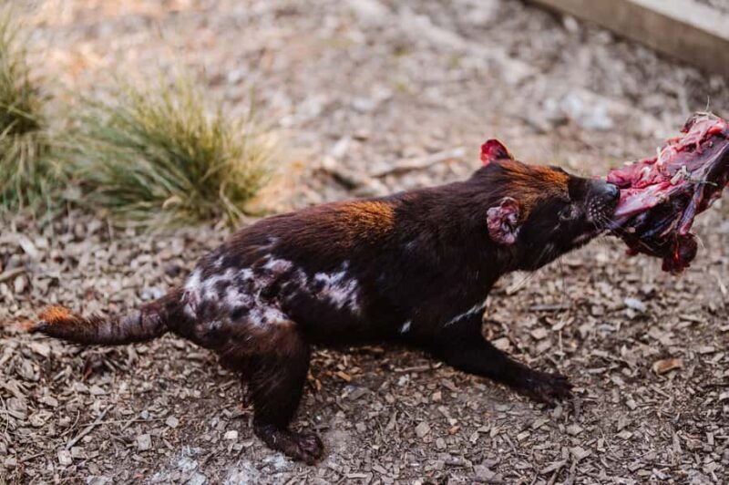 Cradle Mountain: After Dark Tasmanian Devil Feeding Tour - Frequently Asked Questions