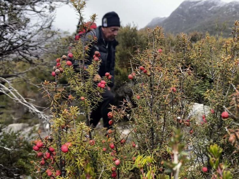 Cradle Mountain: Day Trip from Launceston with Lunch - The Sum Up