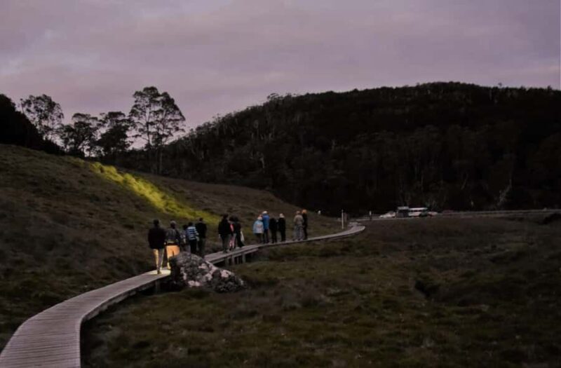 Cradle Mountain Wildlife Spotting after Dark - Key Points
