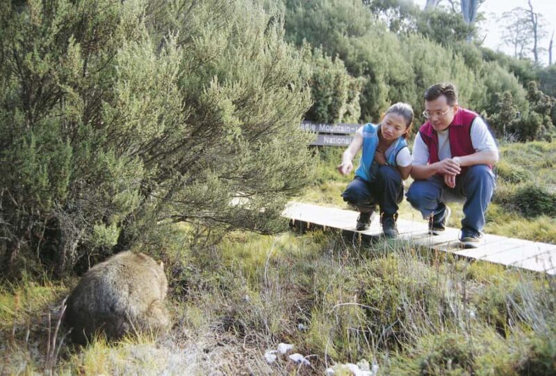 Cradle Mountain Wildlife Spotting after Dark - An In-Depth Look at the Cradle Mountain Wildlife Spotting after Dark Tour