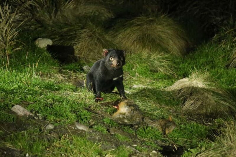 Cradle Mountain Wildlife Spotting after Dark - Final Thoughts