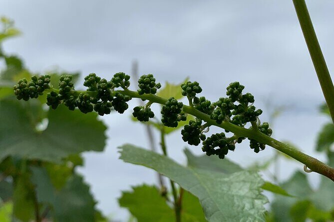 Craftsmanship and Flavors of Sorrento and Amalfi Coast - Final Thoughts