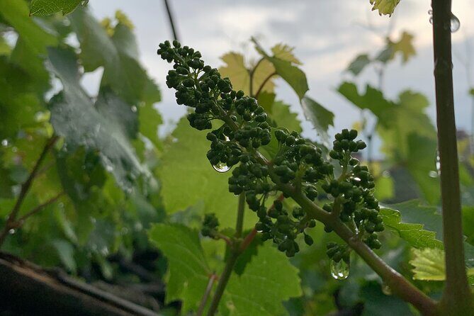 Craftsmanship and Flavors of Sorrento and Amalfi Coast - FAQs