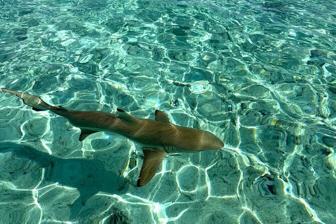 Crazy sea horse Bora Bora Comfortable boat, snorkeling and lunch - FAQ