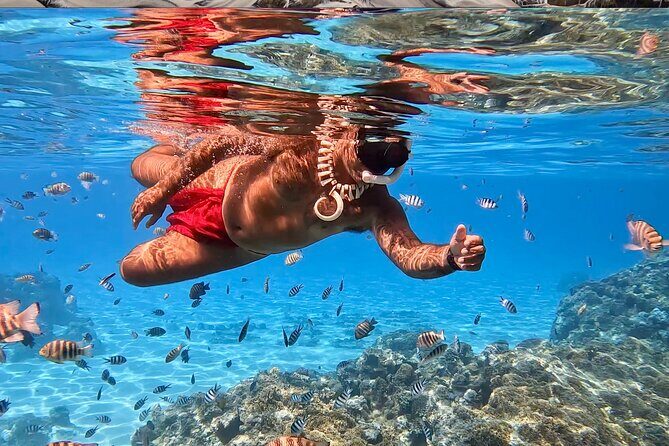 Crazyseahorseborabora Comfortable boat , sensational snorkeling . - An In-Depth Look at the Bora Bora Snorkeling Tour