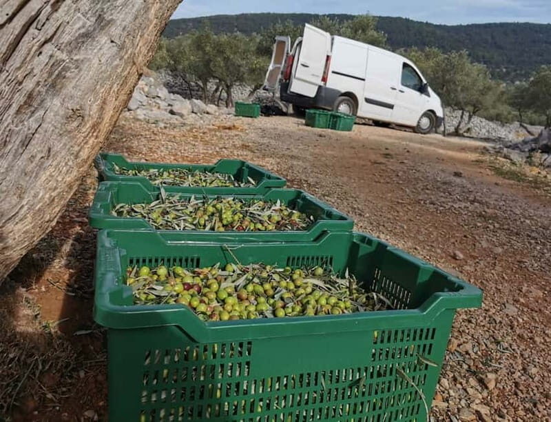 Cres Olive Harvest Tour - Key Points