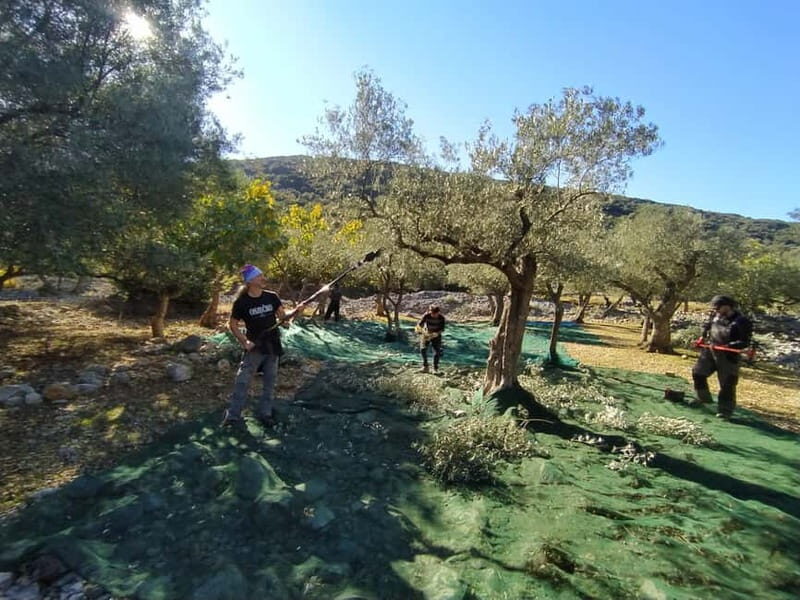 Cres Olive Harvest Tour - The Experience: What You Can Expect from the Cres Olive Harvest Tour