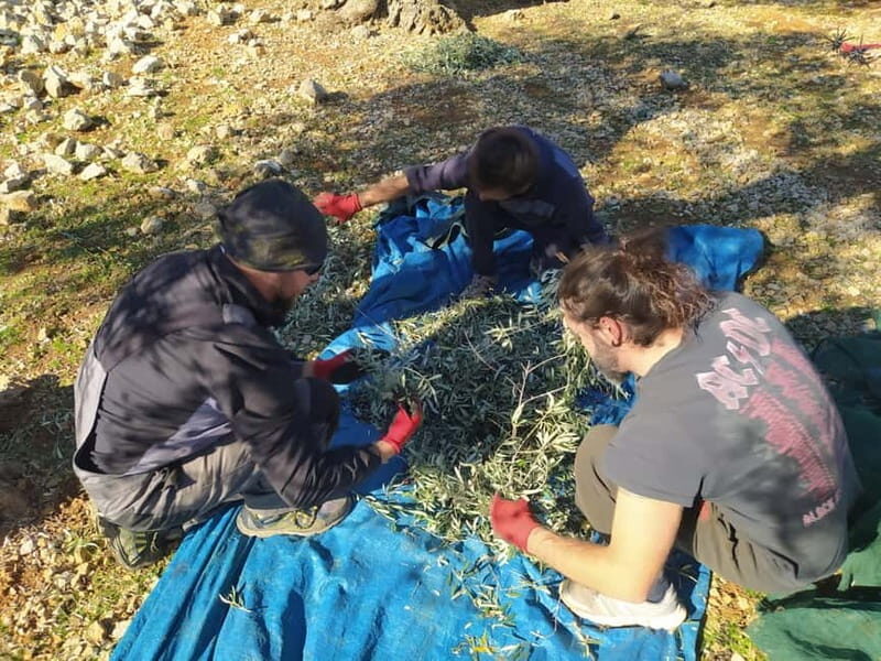 Cres Olive Harvest Tour - The Sum Up