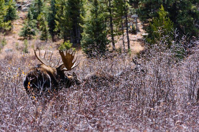 Crested Butte via Cottonwood Pass Private Colorado Adventure Tour - Frequently Asked Questions