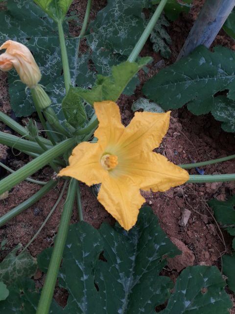 Cretan Farm Tour with Cheese-Making & Food Picnic - Exploring the Cretan Farm Tour with Cheese-Making & Food Picnic