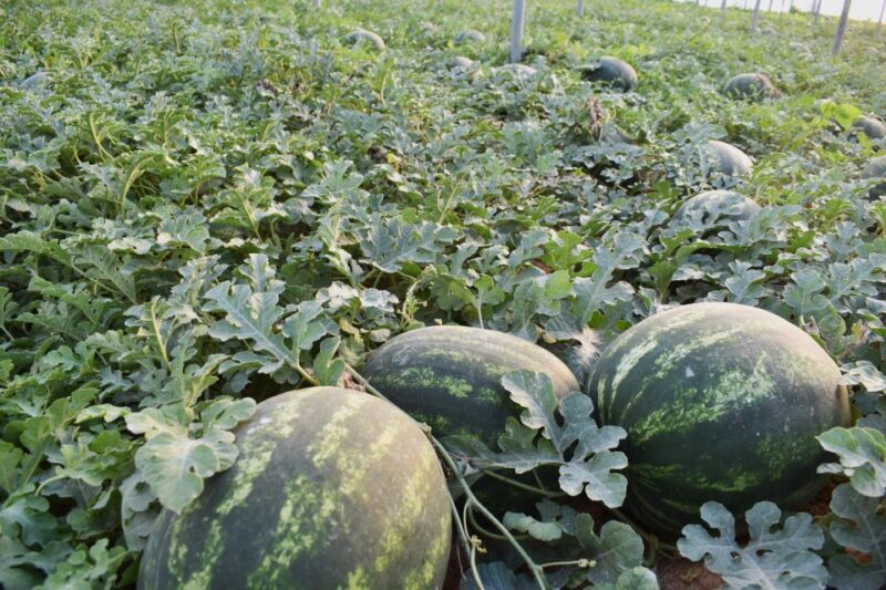 Cretan Farm Tour with Cheese-Making & Food Picnic - Frequently Asked Questions