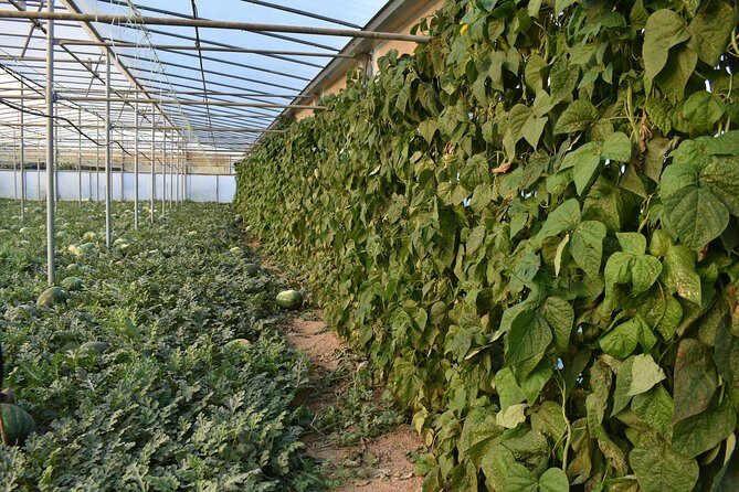 Cretan Farm Tour with Cheese-Making & Picnic with Cretan Vibes - What’s Included and What’s Not