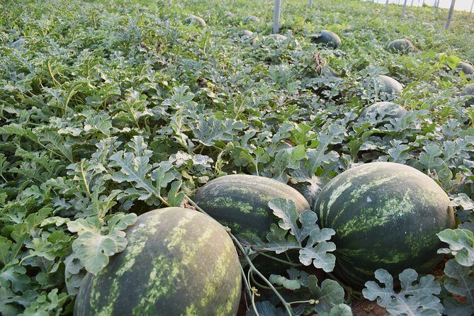 Cretan Farm Tour with Cheese-Making & Picnic with Cretan Vibes - The Sum Up