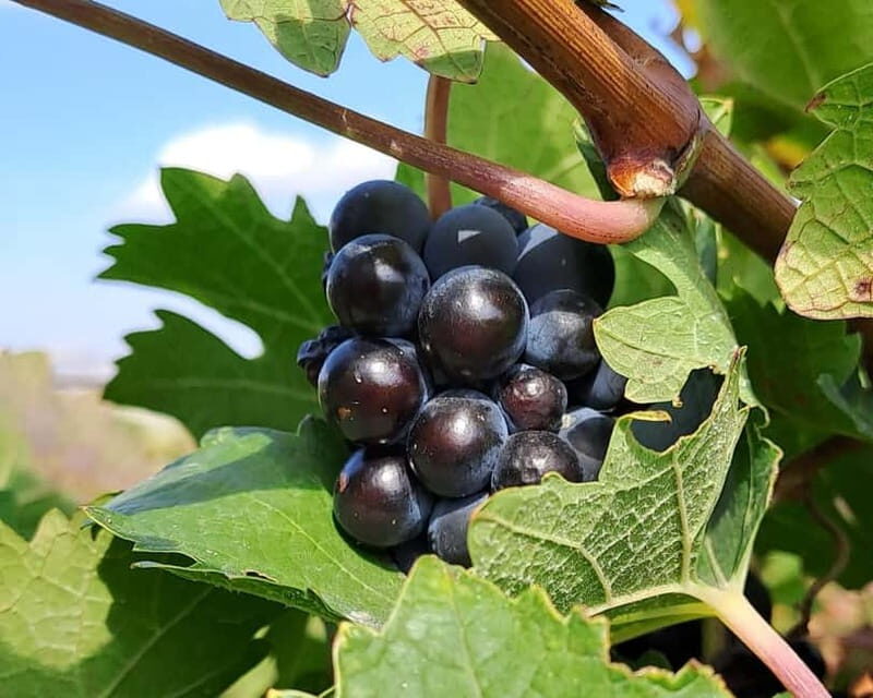 Crete: 2 Wineries Tour with Wine Tasting & Lunch - An In-Depth Look at the Crete Wineries Tour