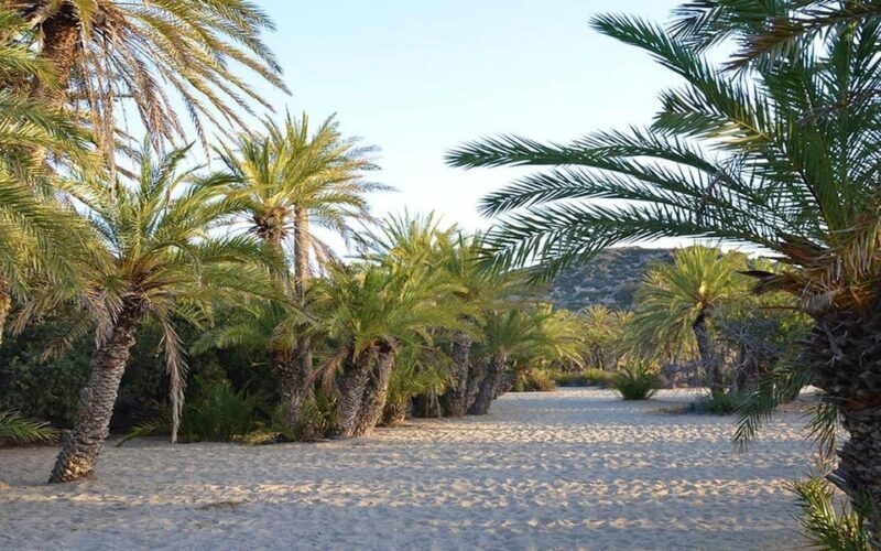 Crete and Heraklion Areas: Direct Day Trip Vai Beach - The Sum Up