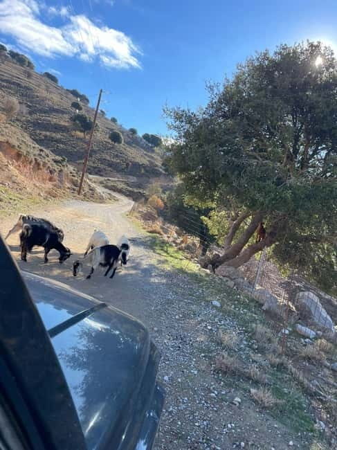 Crete: Explore Lassithi Plateau, Myths & Cretan Cuisine - What Reviewers Say